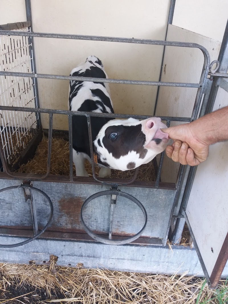La Fattoria Dei Bambini - Società Agricola Belloli
