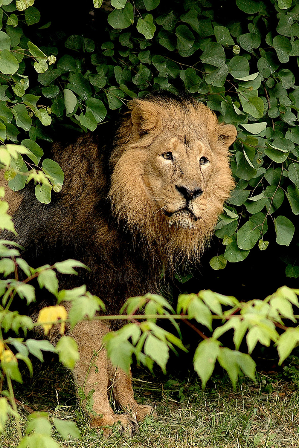 Bioparco di Roma
