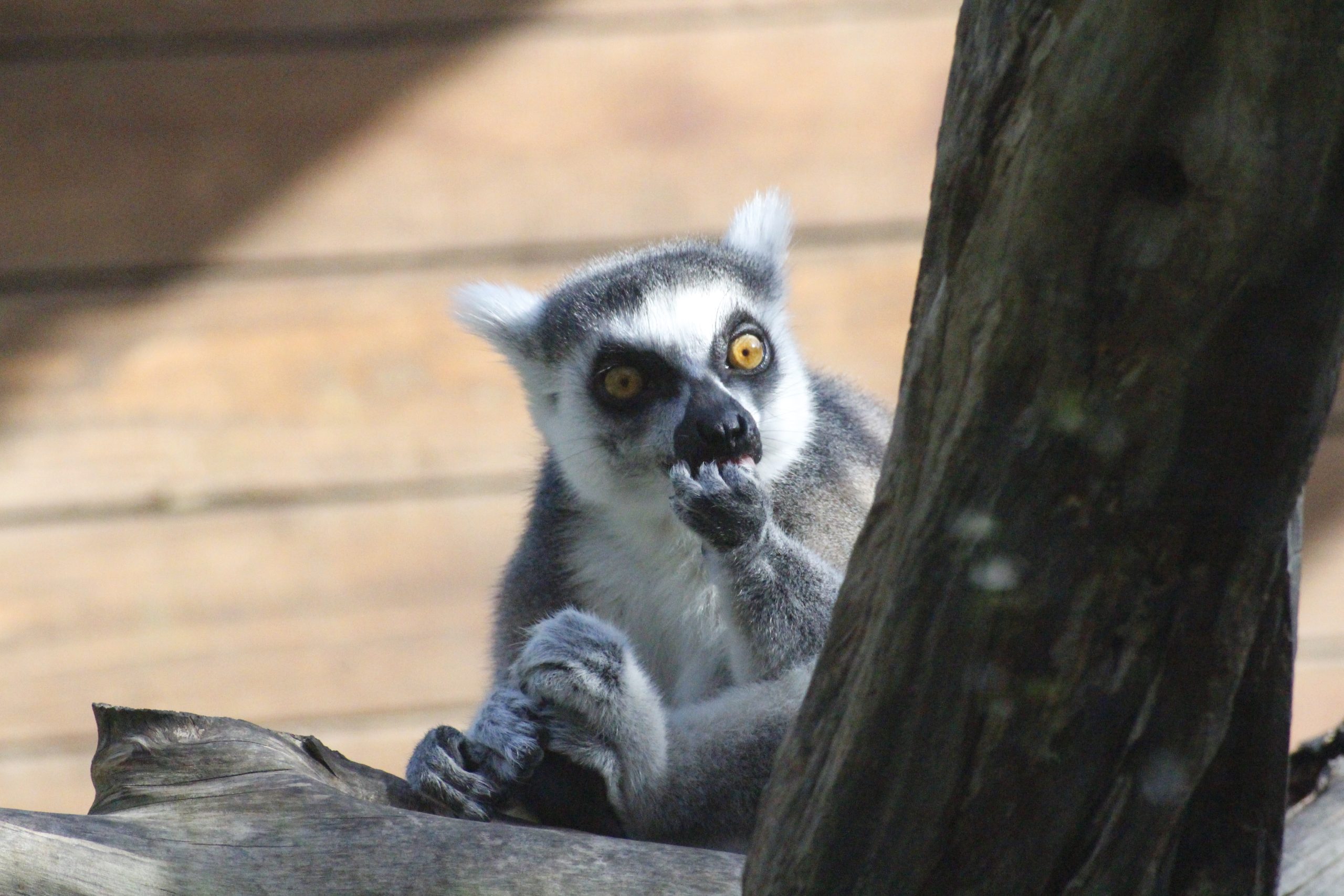 Bioparco di Sicilia