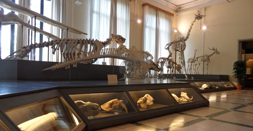 Museo Civico di Zoologia
