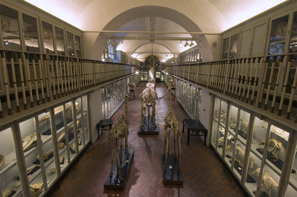 Museo di Storia Naturale - La Specola